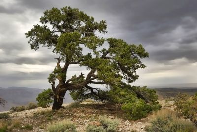 Grand Canyon Juniper 