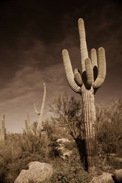 Desert Sentinals